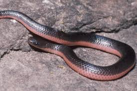 Worm Snake