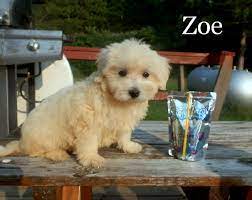 Teddy Bear Puppies For Sale In Wisconsin Find Teddy Bear Puppies For Sale In Wisconsin Minnesota And Illinois Teddy Bear Puppies Puppies For Sale Puppies