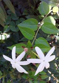 Image result for Jasminum streptopus