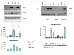 Image result for Pittosporum abyssinicum