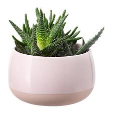 Succulent Viherkasvi Ja Ruukku Roosa Ikea Planting Succulents Plants Easy Care Plants