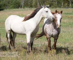 It's classed as a riding horse, with a standard handling type. Horses Stock Photography And Equine Images By Mark J Barrett Horses Appaloosa Horses Buckskin Horse