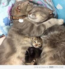 Kulfoto Com Cute Animals Baby Animals Funny Animal Pictures