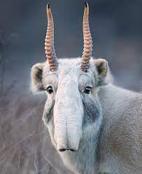 The Unique Saiga Antelope Animals Unique Animals Rare Animals