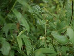 Image result for Triumfetta annua