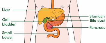 Image result for acholic stools human