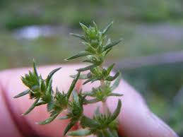 Image result for Crassula schimperi