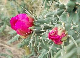 Image result for Opuntia imbricata