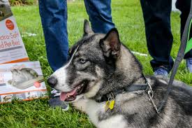 The lifespan of this crossbreed is around 10 to 13 years. Apollo Siberian Husky German Shepherd Mix Adopted In Pennsylvania