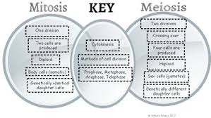 Differences Between Mitosis And Meiosis Venn Diagram Sada