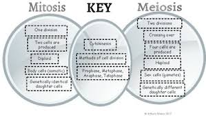 differences between mitosis and meiosis venn diagram sada