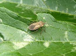 Maybe you would like to learn more about one of these? Squash Bugs How To Identify And Get Rid Of Squash Bugs The Old Farmer S Almanac