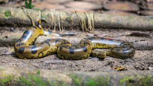 But have you ever heard a snake protecting or looking after puppies? 10 Big Facts About Anacondas Mental Floss