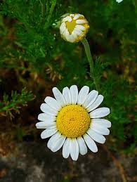 Used in a bath soak, chamomile will soothe irritated and problem skin. Chamomile Flowers Naturally Equine