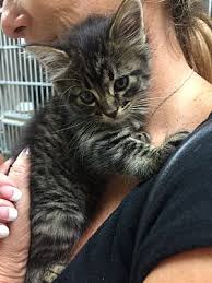 Search for a kitten or cat. Westerly Ri Maine Coon Meet Tilly A Pet For Adoption