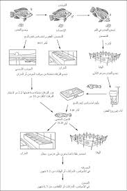 Fao Fisheries Aquaculture برنامج معلومات الأنواع المائية المستزرعة Oreochromis Niloticus Linnaeus 1758