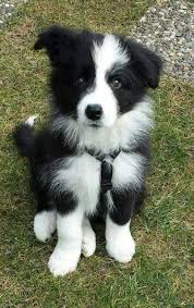 Border Collie Puppies Cute Animals Collie Puppies