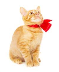 Maybe you would like to learn more about one of these? Declawing Cats 5 Myths Debunked Pawsitive Pet Care Clinic Inc