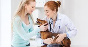 Family pet animal hospital & veterinary clinic. Mobile Veterinary Services The Future Of Veterinary Medicine Petcoach