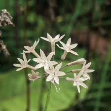 Image result for Tulbaghia fragrans