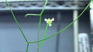 Image result for Schizobasis intricata