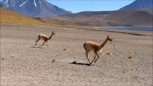 Vicuñas are relatives of the llama, and are now believed to be the wild ancestor of domesticated alpacas, which are raised for their coats. Vicugna Vicuna Or Vicunhas Herd Running Through Altiplanic Lakes Atacama Youtube