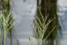 Image result for Leptochloa fusca