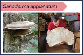 Image result for Ganoderma applanatum