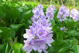 Dlium Common Water Hyacinth Eichhornia Crassipes Water Hyacinth Hyacinth Flower Plant Species