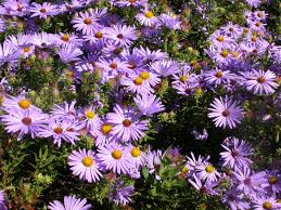 Virtually all plants will bloom longer if you deadhead them. Perennials For Season Long Bloom
