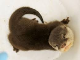 Pin On Otters