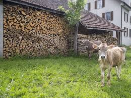Timber framing house at oberwil. Switzerland S Super Rich Oberwil Lieli Village Where Asylum Seekers Are Banned Daily Mail Online