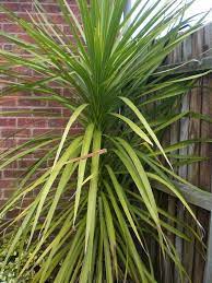 One Problem In Caring For Yucca Plants Is That Indoor Plants Can Grow Too Tall They Need To Be Trimmed Back P Yucca Plant Yucca Plant Care Yucca Plant Indoor