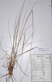 Image result for Trachypogon spicatus