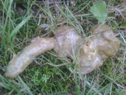 Welche ursachen kann schleim im stuhl haben? Schleimhulle Um Stuhlgangseite 3 Retriever Pfotenfreunde Das Besondere Retriever Forum Mit Auszeichnung