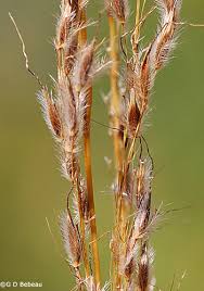 Image result for Sorghastrum nudipes