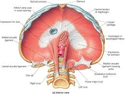 Muscle Identification With Figures Study In Ukraine Thoracic Cavity Human Muscle Anatomy Body Muscle Anatomy