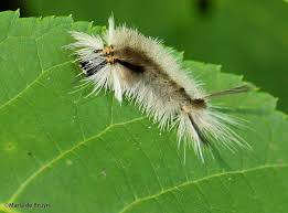 Caterpillars with fuzzy hair-dos | My beautiful world
