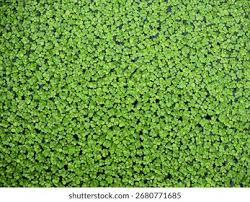 Image result for Spirodela