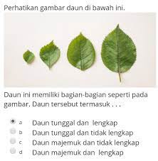 We did not find results for: Daun Ini Memiliki Bagian Bagian Seperti Pada Gambar Daun Tersebut Termasuk Adaun Tunggal Brainly Co Id