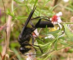 They have taken over the carpenter. Wasp Hornets Sawflies Photo Gallery By Bev Wigney At Pbase Com