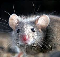 Ratticidi E Trappole Per Topi Non Rischiosi Per Gli Animali Domestici Igiene Al Tuo Servizio Animali Animali Domestici Trappole Per Topi