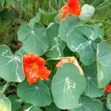Image result for Nasturtium