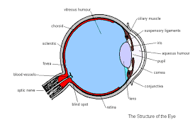Cell structure as expected, the first thing to learn in cell biology is: Gcse Biology Structure Of The Eye
