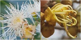 Image result for Julbernardia paniculata