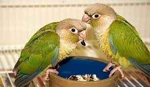 Nourrir Son Oiseau Doctissimo