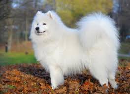 Names For White Dogs Male And Female Ideas 100 Suggestions