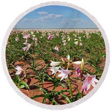 Image result for Crinum paludosum