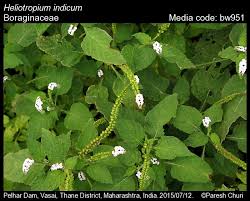 Image result for Heliotropium indicum