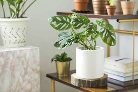 Eliminate the awkward and make sure your corners are serving you as best they can. Cody Becket Eye Catching Ways To Decorate With Plants